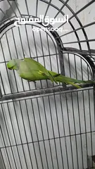  5 جوز دره طيرة زرقه متكلمه وموالفه وفحلها أخضر بداية كلام  او للبدل