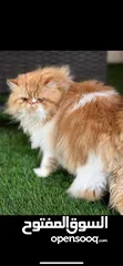  6 ذكر للتزاوج