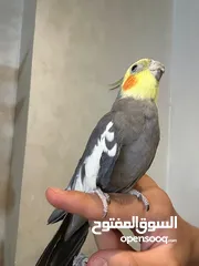  11 ببغاء كوكتيل اليف مدرب عند افضل مدربين ببغاء  صلاه النبي لعوب
