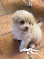  4 Puppies Maltese