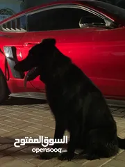  6 جيرمن شوبرد بلاك