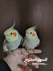  3 جوز كوكتيل منتج للبيع بسعر مغري