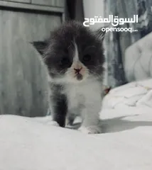  4 قطط هيمالايا