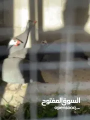  29 3،400دونم ماحص وادي شعيب الفحيص  استخدام سياحي سكني زراعي يكمن شقة قبول شقة  عمان الغربيه من ثمن