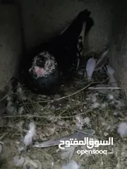  2 كشامره نخب اول كفاله