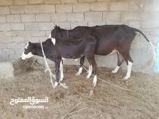  2 يوجد حلال للبيع