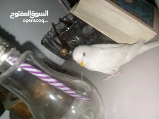  3 طيور حب للبيع جوز