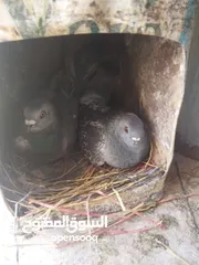  6 جواز بواز بسعر حرق