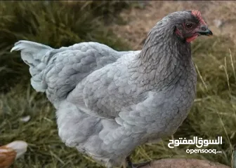  17 بيض مخصب وصيصان دجاج سلالات