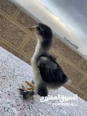  7 صيصان براهمي لبيع