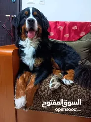  6 كلب برنيس عمره سنتين متطعم ومعاه شهاده بس منتهيه