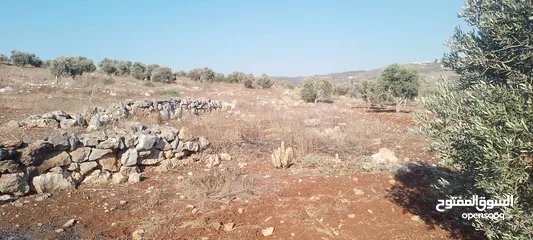  4 ارض للبيع في عربونه