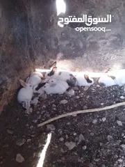  4 ارانب نخب للبيع
