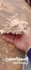  4 تحفه فنيه من شواطئ زاندفورت هولندا