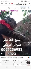  5 للبيع قطه شيرازي سكوتش بسعر 400 شيكل  للاستفسار