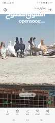  7 حمام للبيع
