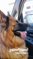  3 كىب جيرمان للجواز german shepherd for mating