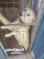  2 عرض للبيع فرنسي البيع