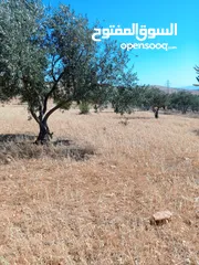 1 ارض للبيع في المفرق عين والمعمريه