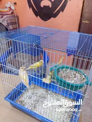  4 جوز كناري منتجات جزري و اصفر