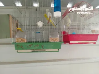  2 طيور للبيع ما شاء الله طيور بجننو طير من الجنه ما شاء الله الله يبارك لصاحب النصيب او صاحبيت النصيب