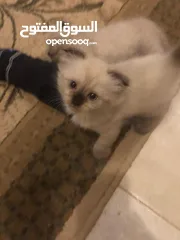  1 قطط سكوتش همالايا إناث