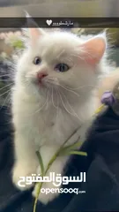  1 اربع قطط مكس هملايا وشيرازي انغورا للبيع :)