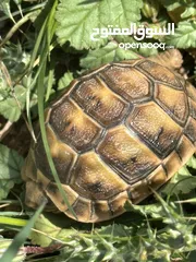  16 سلاحف بيبي وجمع الاحجام. تربيه مزرعه صحه   ونظافه top.  يوجد سلاحف ازواج. موسم تكاثرهم.