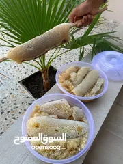  5 عسل بوطويق جبلي سدر خالص