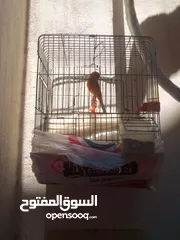  2 كنارات للبيع جاهزه