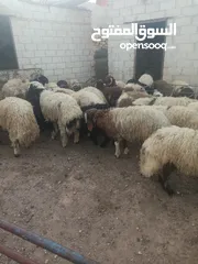  6 أضاحي الوزن الكيلو 5.50