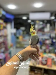  6 كوكتيل اليف فحل عليه عرض