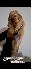  4 top quality of golden retriever puppies