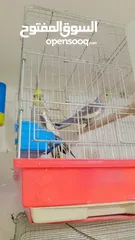  3 كوم كوكتيل وحب جوزين بجوزين للبيع او البدل جوز لاتينو بدايت خيرهم وجوز ازبل ع حبشي صحه بولاد