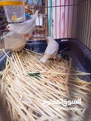  2 ثلاث جواز جانبو  جنه جوز تحتهم بيض
