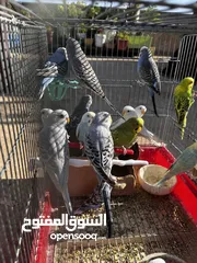  1 عصافير حب...