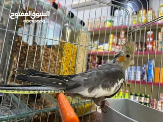  8 طير كوكتيل