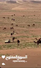  2 مطلوب دور ارضي مع حديقه لإيجار