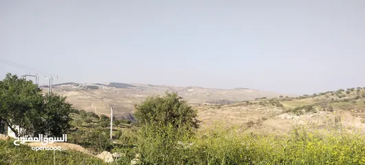  6 العالوك بيرين