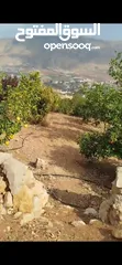  4 أرض زراعية او سكنية للبيع 2 دونم و 580 متر