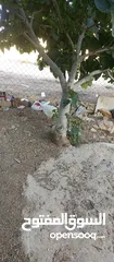  1 حبش ازرق للبيع