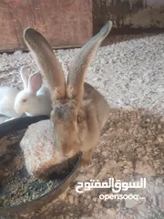  2 ذكرين الماني نخب أول