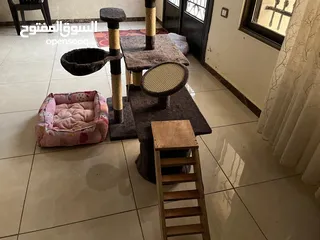  3 بيت ومنزل وشجرة قطط مع مشط ولعبه
