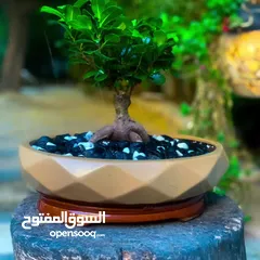  3 نبتة بونساي اليابانية الشهيرة