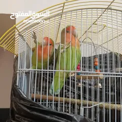  1 كوم روز للبيع او البدل