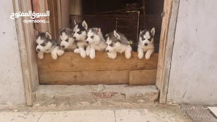  5 جراوي  هاسكي