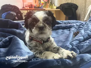  2 متوفرة للبيع شيتوز انثى