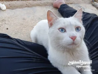  1 قط ابيض جميل جدا مع عينان زرقاوان و حالته الصحية جيدة و هادا و مرح وكن غير مدرب