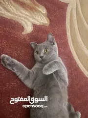  1 Grey British Shorthair and Scottish Fold