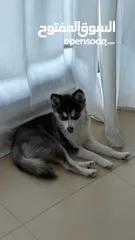  23 Contace me ONLY for who will love my 8 month old Pomsky..